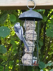 Annelies 04 Staartmees